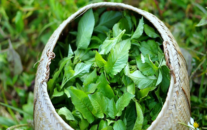 Loại cây là "kẻ thù nhà nông" ở quê thấy nhổ bỏ, nay thế giới lại đánh giá cao