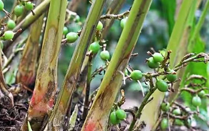 Loại quả được đánh giá "tốt bậc nhất thế giới" giá 2 triệu đồng/kg, ở Việt Nam trồng bạt ngàn