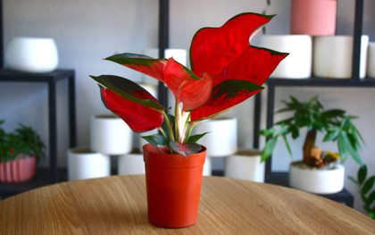 Người mệnh Hỏa chỉ cần trồng 1 trong 4 loại cây này - tài lộc ào ào chảy vào nhà