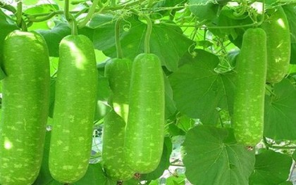 Loại quả là "tiên dược mùa hè", siêu bổ dưỡng lại không lo tăng cân