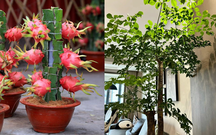 5 cây ông bà dặn trồng phòng khách: Hút lộc như vòi rồng, vinh hoa phú quý 3 đời con cháu