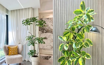 Đặt 1 trong 6 cây phong thủy này trong phòng khách: 9/10 gia đình đều giàu có