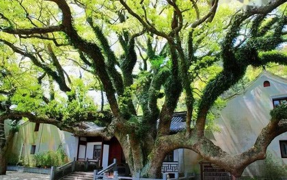 Loài cây “độc nhất vô nhị” trên thế giới sắp tuyệt chủng: Đã hơn 250 tuổi, hạt giống được gửi vào vũ trụ để nhân giống trong không gian