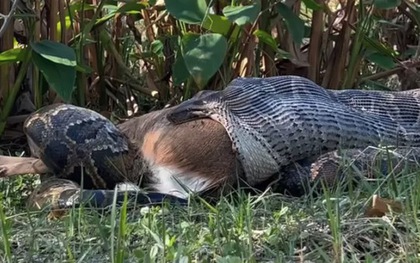 Khoảnh khắc trăn khổng lồ nôn ra cả một con hươu gây chấn động