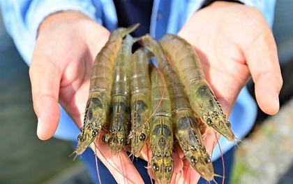 Tôm nuôi và tôm tự nhiên khác nhau thế nào?