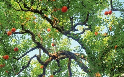 Vì sao nhà giàu Trung Quốc thường trồng 1 cây lựu trước cửa nhà? Ý nghĩa sâu xa đằng sau gây bất ngờ