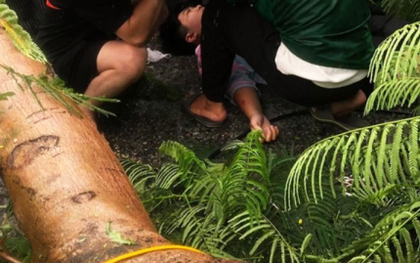 Cây phượng cổ thụ gãy ngang thân, đè trúng người đi đường ở Hải Phòng