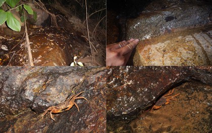 Bí mật dưới khe đá Núi Bà Đen: Lộ diện “kho báu sống” thế giới chưa từng biết đến