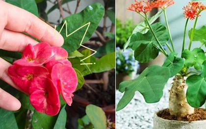 4 loại hoa tuyệt đối không nên trồng trong nhà, vừa độc hại vừa mang phong thủy chia ly, gia chủ dễ gặp xui rủi