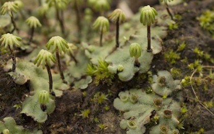 Loài cây mọc dại xưa không ai "ngó", nay nhổ về bán 400.000 đồng/kg