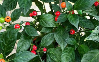 Loại quả đắt đỏ bậc nhất thế giới, 900 triệu đồng/kg, ở Việt Nam có người trồng thành công