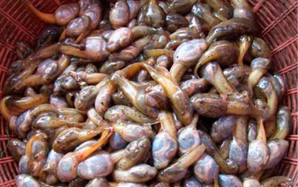 Đặc sản nòng nọc om măng rừng xứ Thanh: Món ăn khiến nhiều người sững sờ khi nghe tên