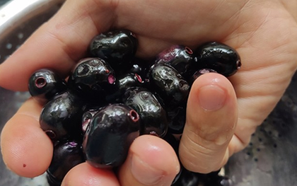 Loại cây dại mọc bờ rào Việt Nam, nay "trời tây" bán nửa triệu/kg