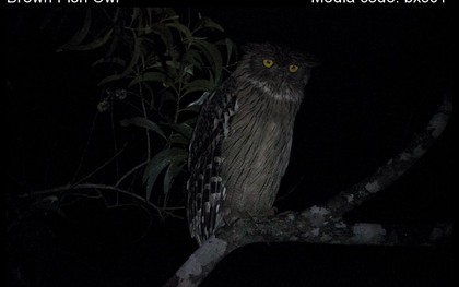 Loài vật quý hiếm từng xuất hiện trên tem bưu chính Việt Nam: Sải cánh có thể lên tới 1,4 m