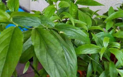 Cây dại mọc đầy bờ rào xưa không ai "ngó", nay thành đặc sản dân phố thích mê, giá 100.000 đồng/kg