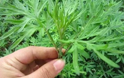 Tắm lá ngải cứu, sau một năm, người phụ nữ nhận lại 6 thay đổi