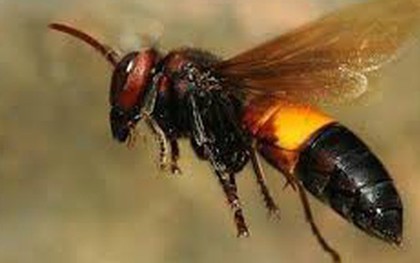 2 mẹ con ở Cà Mau bị ong đốt, 1 người tử vong