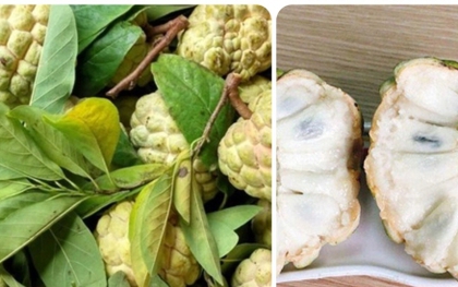 Quả na thơm ngon bổ dưỡng nhưng lại 'đại kỵ' với nhóm người này