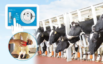Bạn có biết: Con chip điện tử - “mắt thần” tạo cho mỗi cô bò sữa TH true MILK một hồ sơ sức khỏe riêng