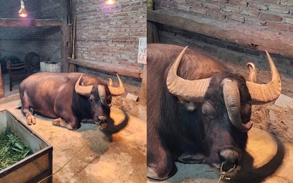 Chú trâu ở Tuyên Quang có 3 sừng kỳ lạ, trả giá 1,3 tỷ chủ nhất quyết không bán: Dòng chữ trên tấm biển khiến không ai dám lại gần