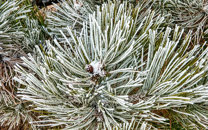 Khi sương muối xuất hiện, mối nguy sức khỏe nào đi kèm?