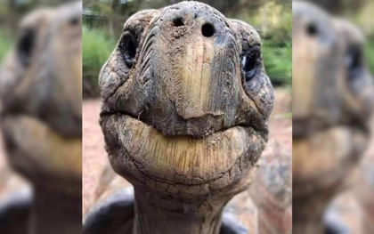 Con vật già nhất hành tinh