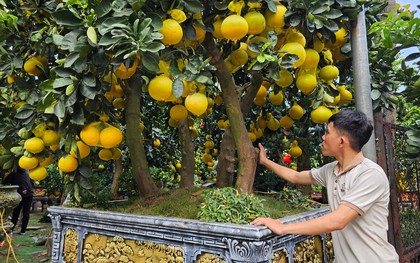 Cận cảnh chậu bưởi Diễn giá 150 triệu đồng tại TP.HCM