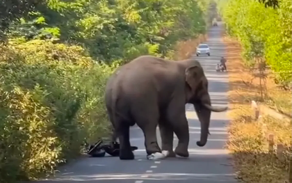 Đồng Nai: Voi rừng “ngà lệch” xuất hiện trên đường, người dân tháo chạy