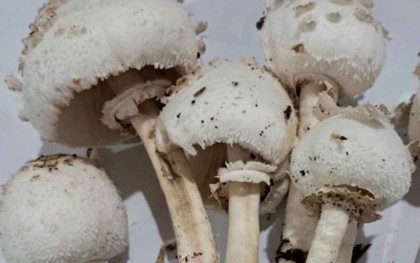 Bộ Y tế: Khẩn trương điều tra vụ nghi ngộ độc thực phẩm do ăn nấm lạ tại Tây Ninh