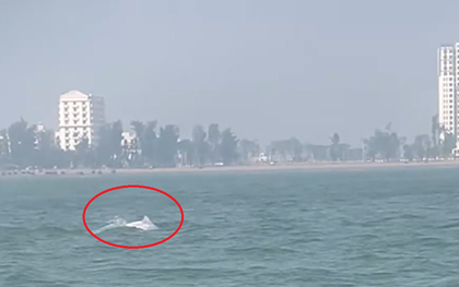 VIDEO: Đàn cá heo trắng "nhảy múa" ở biển Sầm Sơn