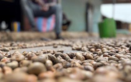 'Sản vật trời ban' của Việt Nam lập kỷ lục chưa từng có, lần đầu gia nhập 'câu lạc bộ 5 tỷ USD'