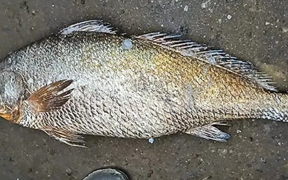 Bắt được con cá nặng 25kg, ngư dân liền bán với giá 115 triệu đồng