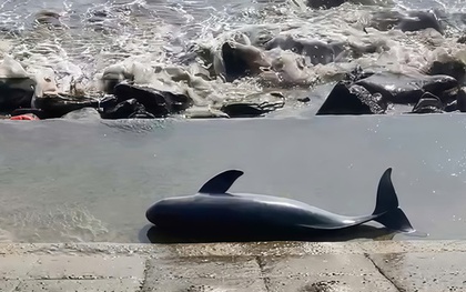 Xác cá voi nặng khoảng 40 kg trôi dạt vào bờ biển Quảng Trị