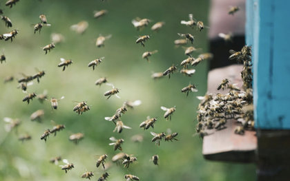 Người phụ nữ bị đàn ong đốt nguy kịch dù nhảy xuống sông