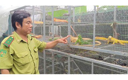 Nuôi "rồng" ở TPHCM: Thú chơi đắt đỏ vi phạm pháp luật