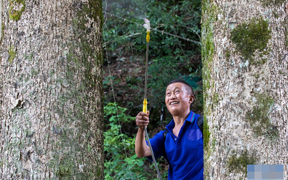Thương gia mang hơn 900 tỷ đồng hỏi mua 3 cây gỗ trong vườn, lão nông dân đưa ra quyết định gây tranh cãi