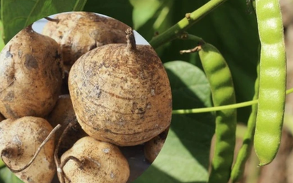 Củ đậu ví như "nhân sâm người nghèo" rất tốt nhưng có bộ phận là "thuốc độc": Bạn đã biết chưa?