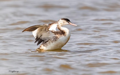 Tại cửa sông Ba Lạt, lần đầu tiên giới khoa học Việt Nam có phát hiện đặc biệt