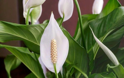 Cây lan ý “rất thích” loại nước này, biết tưới thì cây sẽ ra hoa suốt nhiều năm