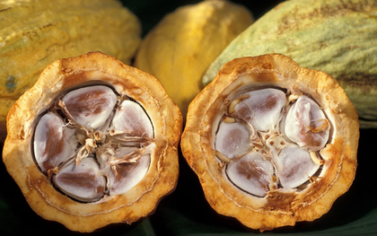 4 thực phẩm chứa polyphenol giúp chống oxy hóa, hỗ trợ tim mạch