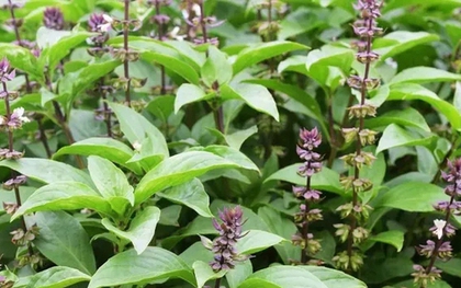 Loại rau là "nữ hoàng của các loại thảo dược" có nhiều lợi ích cho sức khỏe