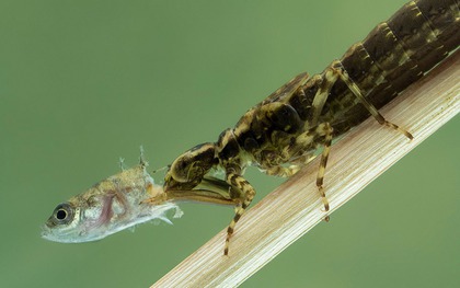 Một sinh vật lạ trông giống châu chấu đã xuất hiện trong bể cá và bơi cực nhanh, cư dân mạng cảnh báo nếu không bắt nhanh nó sẽ ăn hết cá