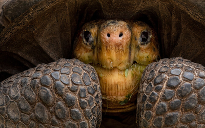 Loài vật quý hiếm bậc nhất hành tinh, tuyệt tích hơn 100 năm bất ngờ "tái xuất"