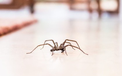 Lý do chuột, nhện, gián “tổng tấn công” nhà bạn mùa đông và cách ngăn chúng lại