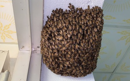 4 vật vào nhà là điềm báo chuyện tốt lành, đuổi đi dễ mất lộc như chơi