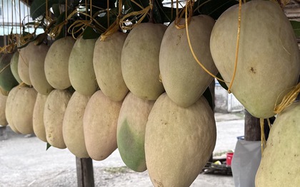 Xuất hiện loại xoài "quái vật" nặng bằng em bé sơ sinh tại miền Tây