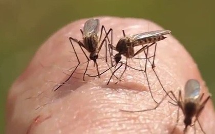 Không phải "máu ngọt", đây mới là lý do muỗi luôn tìm đến bạn