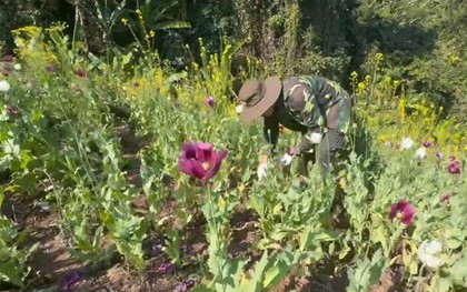 Phát hiện 12.270 m2 diện tích trồng cây thuốc phiện