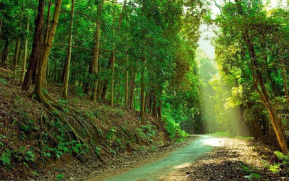 Ở Việt Nam, có duy nhất một ngôi trường có hẳn khu rừng trong khuôn viên