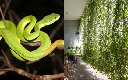 6 cây dụ rắn vào nhà